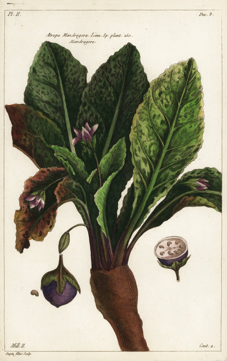 Mandrake by the Younger Dupin