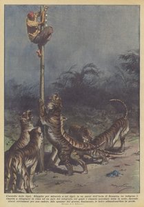 The siege of the tigers
