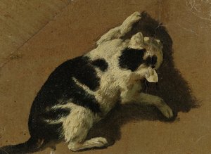 Cat playing