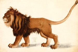 Study of a Lion