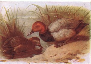 Pochard