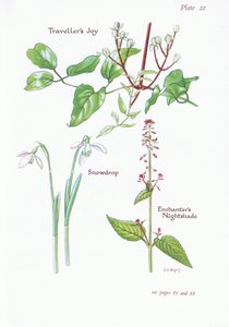 Travellers Joy, Enchanters Nightshade, Snowdrop