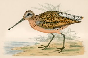 Brown Snipe