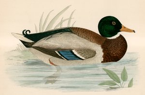 Mallard
