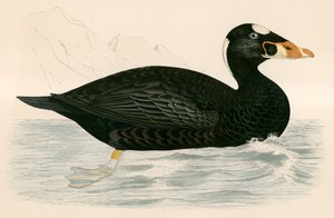 Surf Scoter
