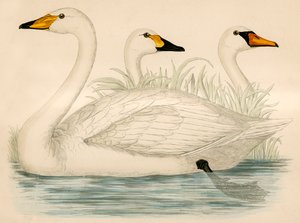 Swans