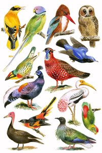 Birds