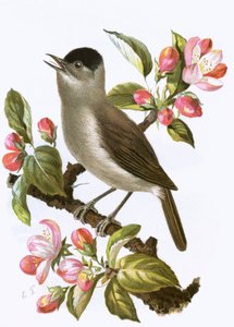 Blackcap