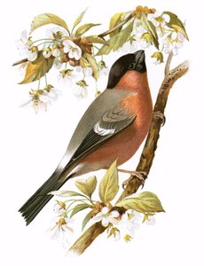 Bullfinch