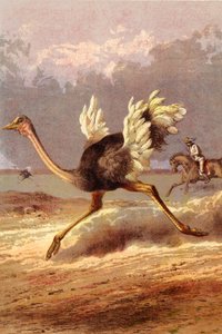 Chasing the Ostrich