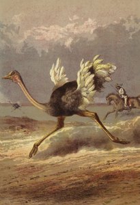 Chasing the ostrich