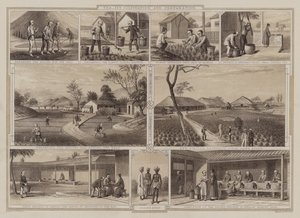 Cultivation and Preparation of Tea