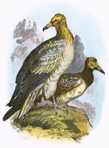 Egyptian Vulture