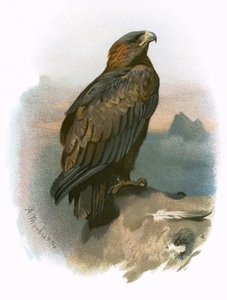 Golden Eagle