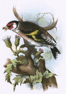 Goldfinch