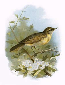 Grasshopper warbler