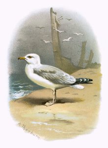 Herring Gull