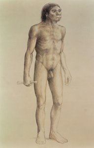 Homo Erectus