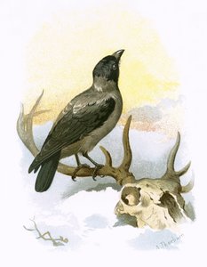 Hooded Crow