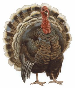 Image of a Turkey