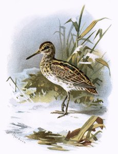 Jack Snipe