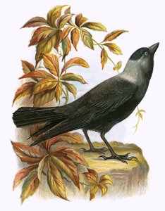 Jackdaw