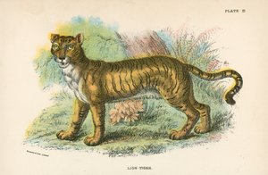 Lion-Tiger