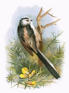 Long tailed Titmouse