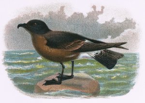 Madeira Petrel