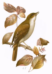 Nightingale