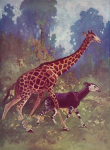 Okapi and giraffe