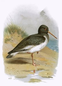 Oyster Catcher
