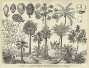 Palms
