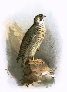 Peregrine Falcon
