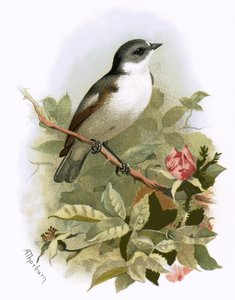 Pied Flycatcher