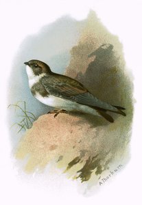 Sandmartin