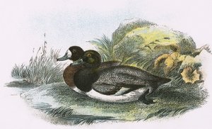 Scaup Duck