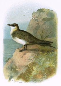 Skua