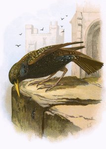 Starling