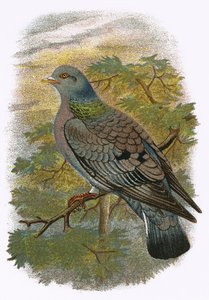 Stock Dove