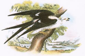 Swallow-Tailed Kite