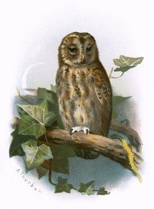 Tawny Owl