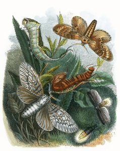 The Butterfly Vivarium