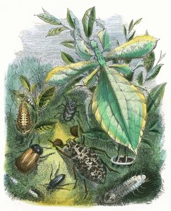 The Butterfly Vivarium