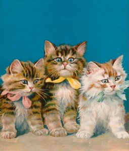 Three Little Kits