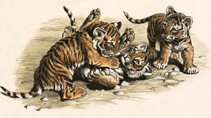 Tiger Cubs