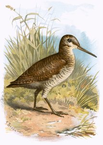Woodcock