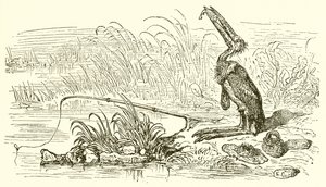 The Angler and the Little Fish