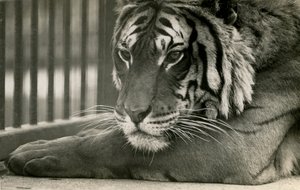 Tiger Sam at London Zoo, 1925