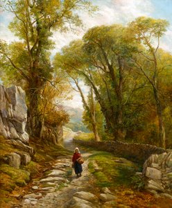 A Woodland Walk